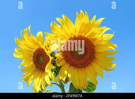 Paar lebendige gelbe Sonnenblumen gegen lebendige blaue sonnige Himmel Stockfoto