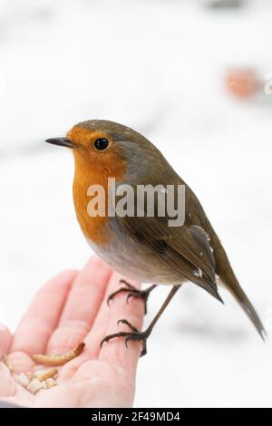 Nahaufnahme eines zahmen Vogels, eines britischen Rotkehls in einem schneehaltigen Wintergarten, der auf ausgestreckter Hand thront und Sonnenblumenkerne und Mehlwürmer ernährt. Stockfoto