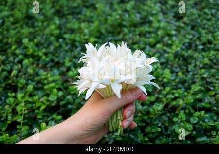 Nahaufnahme weibliche Hand hält einen Strauß von Millingtonia Blumen mit Verschwommenes grünes Laub im Hintergrund Stockfoto