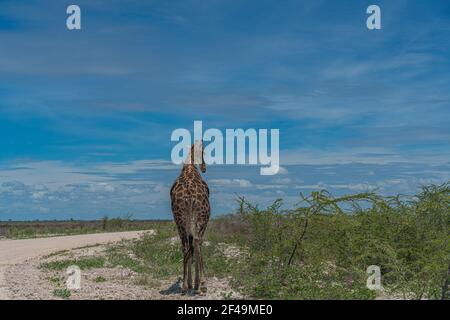 Südafrikanische Giraffe, Rotschild Giraffe unterwegs im Etosha National Park, Namibia, Afrika Stockfoto