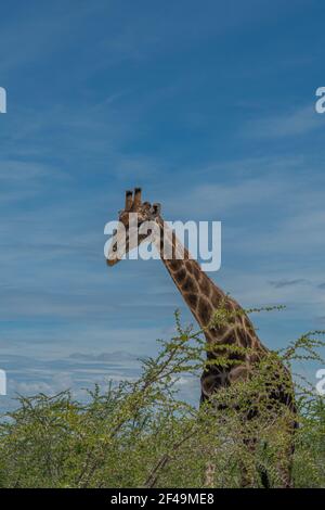 Südafrikanische Giraffe, Rotschild Giraffe Wandern an der Savanne im Etosha Nationalpark, Namibia, Afrika, vertikal Stockfoto