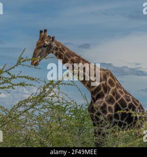 Südafrikanische Giraffe, Rotschild Giraffe Spaziergang an der Savanne im Etosha Nationalpark, Namibia, Afrika Stockfoto