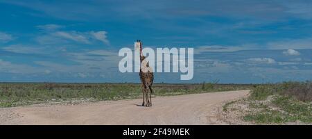 Südafrikanische Giraffe, Rotschild Giraffe unterwegs im Etosha Nationalpark, Namibia, Afrika, Panorama Stockfoto