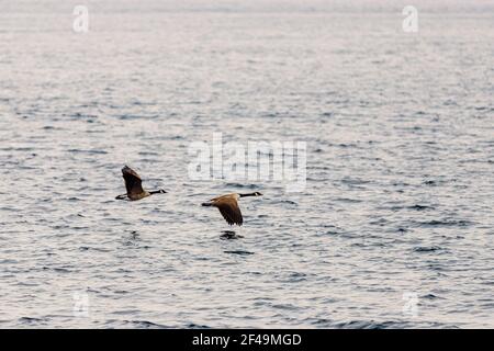 Zwei Kanadagänse fliegen an einem Fluss entlang. Das Vogelpaar fliegt tief über dem Wasser mit ihren Flügeln in entgegengesetzten Positionen. Stockfoto