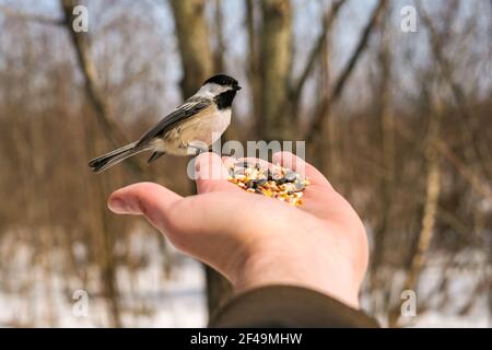 Ein schwarzdeckiger Windhauch sitzt auf einer ausgestreckten Hand und hält Vogelsaat in einer Winterszene. Stockfoto