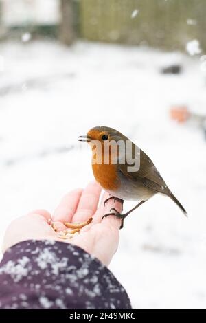 Nahaufnahme eines zahmen Vogels, eines britischen Rotkehls in einem schneehaltigen Wintergarten, der auf ausgestreckter Hand thront und Sonnenblumenkerne und Mehlwürmer ernährt. Stockfoto