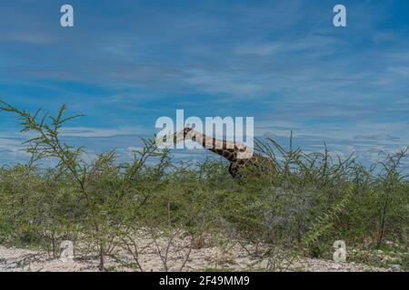 Südafrikanische Giraffe, Rotschild Giraffe Spaziergang an der Savanne im Etosha Nationalpark, Namibia, Afrika Stockfoto