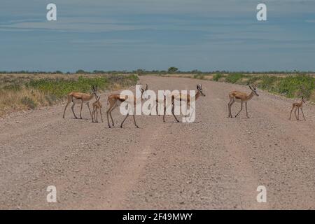 Die mittelgroße Springbok-Antilope überquert die Straße am Etosha Pan. Etosha Nationalpark, Namibia Stockfoto