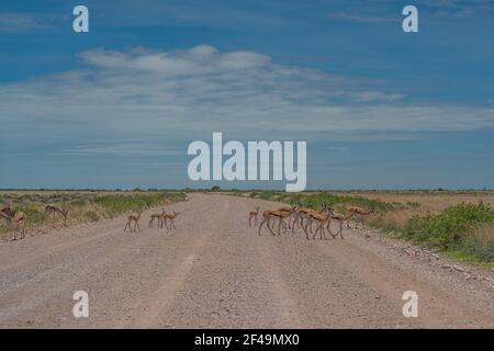 Die mittelgroße Springbok-Antilope überquert die Straße am Etosha Pan. Etosha Nationalpark, Namibia Stockfoto