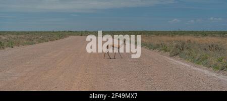 Die mittelgroße Springbok-Antilope überquert die Straße am Etosha Pan. Etosha Nationalpark, Namibia Stockfoto