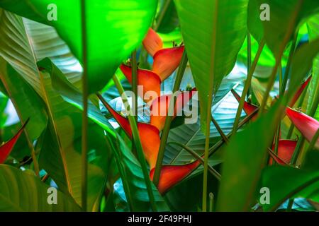 Heliconia stricta natural Zwerg Jamaican Stockfoto