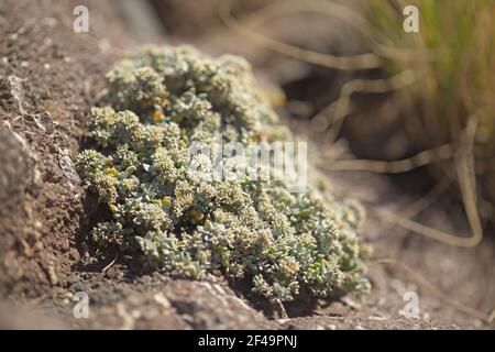 Flora von Gran Canaria - Polycarpaea die nivea-Pflanze stammt aus Kanarische Inseln Stockfoto