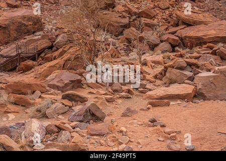 Prähistorische Bushman-Gravuren, Felsmalereien in Twyfelfontein, Namibia - Löwenplatte und andere Tiere und Symbole auf Felsen Stockfoto