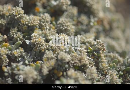 Flora von Gran Canaria - Polycarpaea die nivea-Pflanze stammt aus Kanarische Inseln Stockfoto