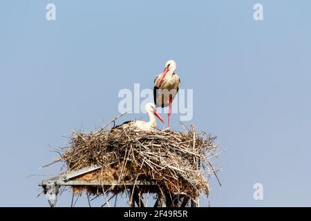 Ein Paar Störche, die in ihren Nestern sitzen Stockfoto