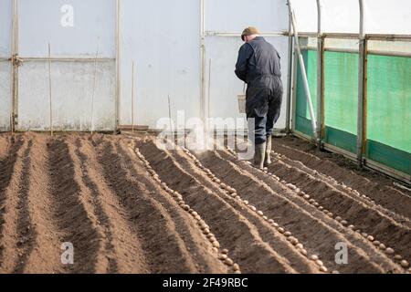 David Helme, in seinen 80ern aktiv und beschäftigt mit der Vorbereitung der Boden die Pflanzung von Kartoffeln in großen Polytunnel. Stockfoto