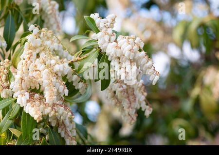 Pieris japonica Waldflamme blüht im Frühjahr - Schottland, Vereinigtes Königreich Stockfoto