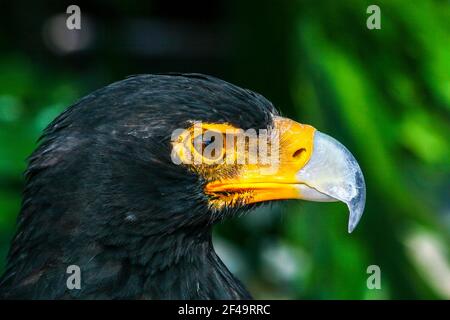 Gelbschnabel großer Afrikanischer Adler Stockfoto