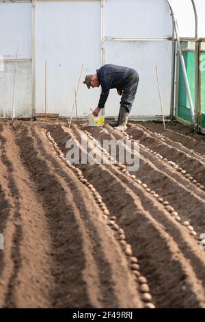 David Helme, in seinen 80ern aktiv und beschäftigt mit der Vorbereitung der Boden die Pflanzung von Kartoffeln in großen Polytunnel. Stockfoto