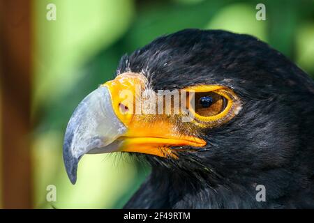 Gelbschnabel großer Afrikanischer Adler Stockfoto
