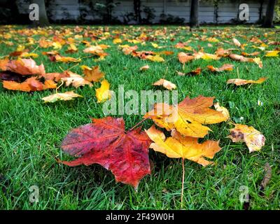 Herbst Blätter in einem grasbewachsenen Park Stockfoto