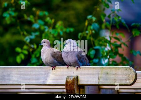 Ein Paar eurasische Halstauben (Streptopelia decaocto) Sitzen auf einer Gartenpergola Stockfoto