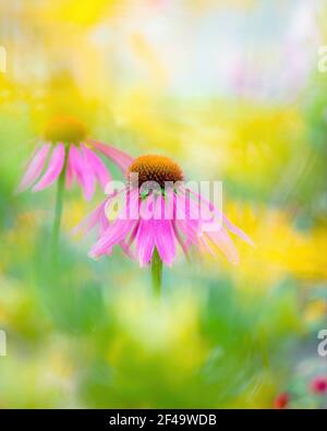 Eine Nahaufnahme von rosa Echinacea purpurea, auch bekannt als Coneflower, vor einem verschwommenen Blumenhintergrund. Stockfoto