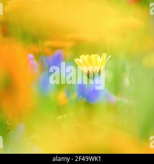 Nahaufnahme einer einzelnen blassgelben Calendula-Blume, umgeben von einem unscharfen blumigen grünen, orangefarbenen und blauen Hintergrund. Stockfoto