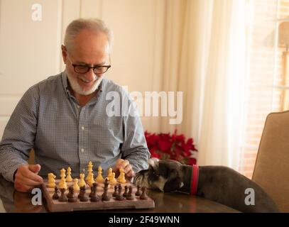 Bärtiger älterer Mann, der lächelt und Schach in seinem Wohnzimmer spielt Mit seinem Hund Stockfoto