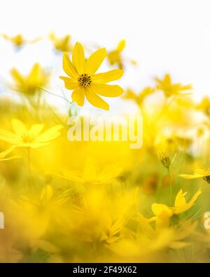 Nahaufnahme der gelben Sonnenblume helianthus maximilliani vor einem gelb verschwommenen Hintergrund. Stockfoto