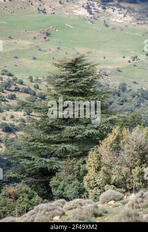 Blue Atlas Cedar (Cedrus Atlantica) Bäume in ihrem natürlichen Lebensraum im Belezma Nationalpark, Batna, Algerien Stockfoto