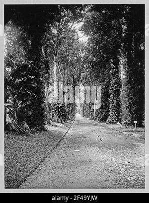 Buitenzorg (Bogor), Java / Indonesien. Botanischer Garten (1817, K. G. K. Reinwardt). Allee mit Epiphyten überwucherten Baumriesen des tropischen Regenwaldes Stockfoto