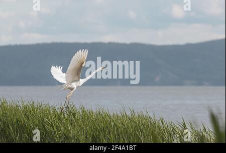 Weißer Reiher, der seine Flügel ausbreitet und seinen Schnabel öffnet, braucht es Vom Fluss weg Stockfoto