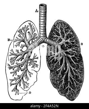 Lungen. Illustration des 19th. Jahrhunderts. Deutschland. Weißer Hintergrund. Stockfoto