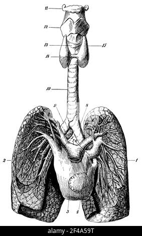 Kehlkopf, Luftröhre und Lunge. Illustration des 19th. Jahrhunderts. Deutschland. Weißer Hintergrund. Stockfoto