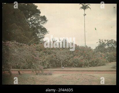 Buitenzorg (Bogor), Java / Indonesien. Botanischer Garten (1817, K. G. K. Reinwardt). Ein Teil der blühenden Büsche auf dem Weg Stockfoto