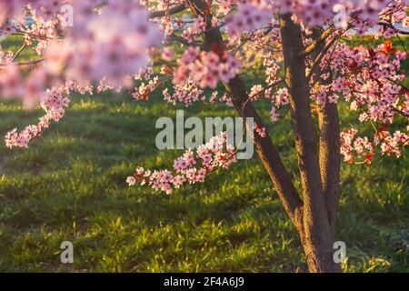 Schöne Frühling rosa Pflaumenblüte Hintergrund. Dekorativer blühender Baum im Garten. Ein verträumtes romantisches Bild des Frühlings. Hellrosa und hellgrün Stockfoto