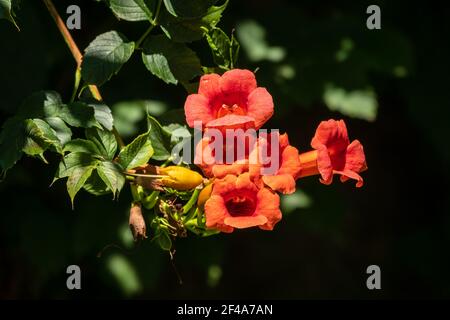 Rote Blüten von Campsis grandiflora entlang der Straße in Blüte im Sommer auf dunklem Hintergrund. Campsis grandiflora, allgemein bekannt als die Chinesen Stockfoto