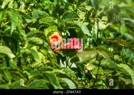 Rote Blumen von Campsis grandiflora entlang der Straße in Blüte im Sommer. Campsis grandiflora, allgemein bekannt als chinesische Trompetenrebe Stockfoto