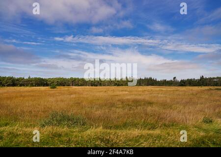 Jütland, Wildnis Landschaft an sonnigen Tag mit Wald in weit Stockfoto