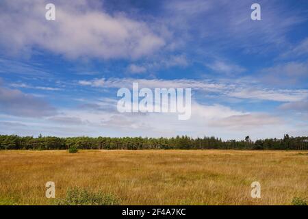 Jütland, Wildnis Landschaft an sonnigen Tag mit Wald in weit Stockfoto