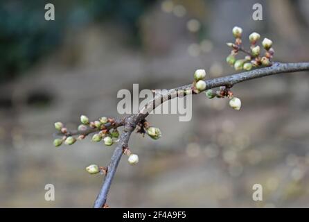 Nahaufnahme der Weißdorn-Mayflossenknospen Stockfoto