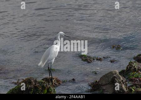 egretta garzetta oder kleiner Reiher auf einem Felsen bei der Meer Stockfoto