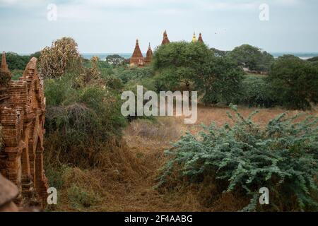 BAGAN, NYAUNG-U, MYANMAR - 2. JANUAR 2020: Einige historische Tempel, die aus dem Wald und den trockenen Feldern aufragen Stockfoto