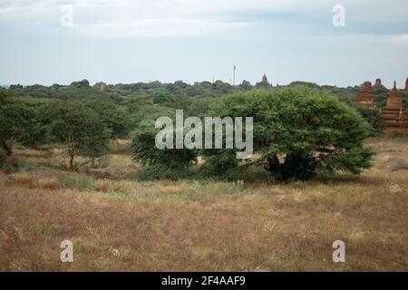 BAGAN, NYAUNG-U, MYANMAR - 2. JANUAR 2020: Einige historische Tempel, die aus dem Wald und den trockenen Feldern aufragen Stockfoto