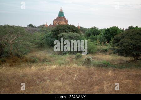 BAGAN, NYAUNG-U, MYANMAR - 2. JANUAR 2020: Ein historischer Tempel, der aus dem Wald und den trockenen Feldern aufrast Stockfoto