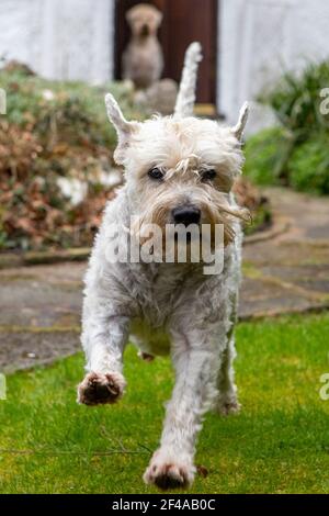 Soft-Coated Wheaten Terrier läuft auf die Kamera, beobachtet von einem anderen Soft-Coated Wheaten Terrier. Stockfoto