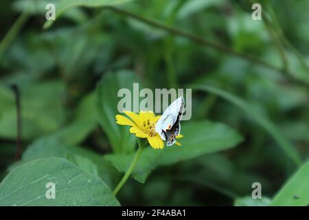 Nahaufnahme von Gramm blau Schmetterling dreht sich nach hinten Seite und Trinkt Nektar aus einer gelben Blume Stockfoto