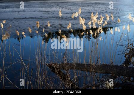Sonniger Frühlingstag am Eissee in Katrineholm Schweden. Schöne skandinavische Natur und Landschaft. Ruhiges, friedliches Foto. Stockfoto
