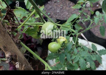 Selektiver Fokus auf eine grüne Tomate auf einem Tomatenbaum Im Garten Stockfoto